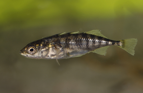 Dreistacheliger Stichling (Gasterosteus aculeatus) - © Gernot Kunz